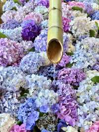 〜神奈川県〜紫陽花手水が綺麗すぎ✨神奈川最強のパワスポ！