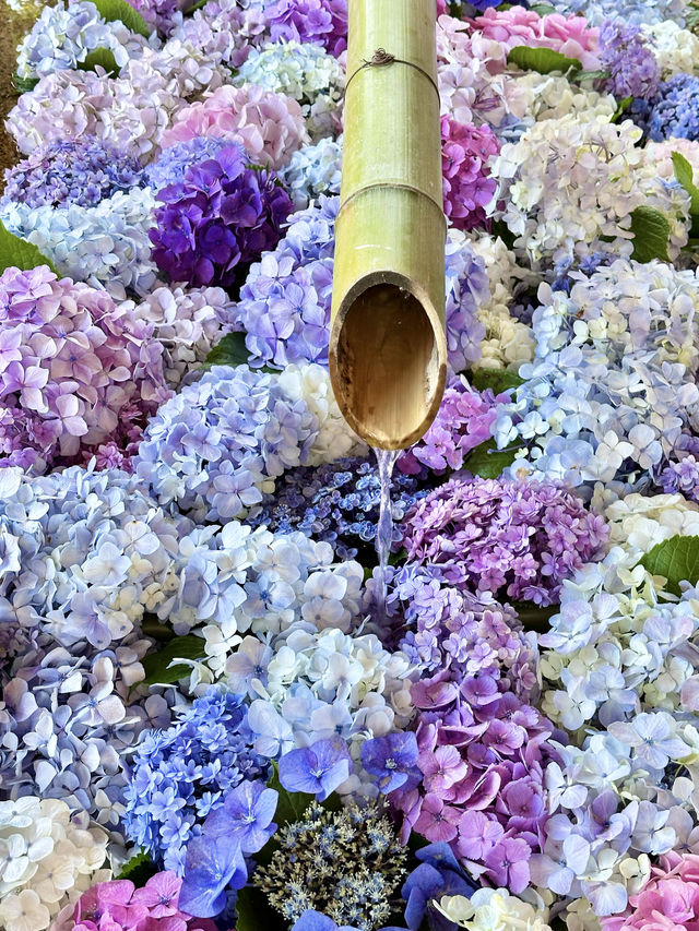 〜神奈川県〜紫陽花手水が綺麗すぎ✨神奈川最強のパワスポ！