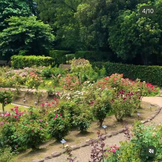 【福岡観光】色とりどりのお花が魅力的な植物園