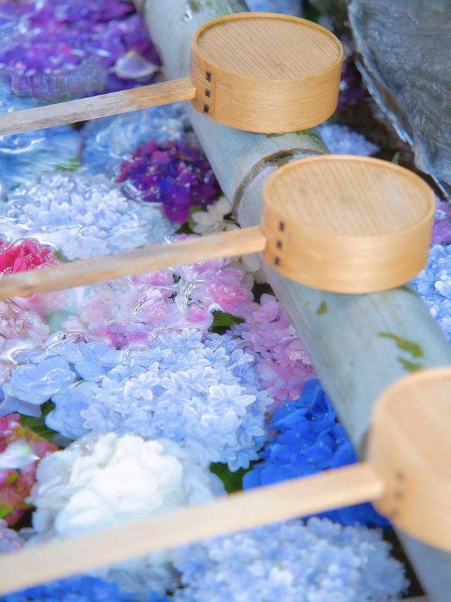 ここも無料⁉️そして穴場‼️紫陽花の花手水が美しいスポット✨