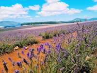 Bridestowe Lavender Estate