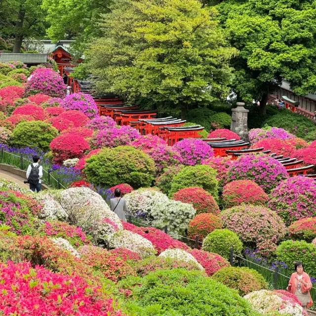 「東京根津神社杜鵑花祭，必去景點！」