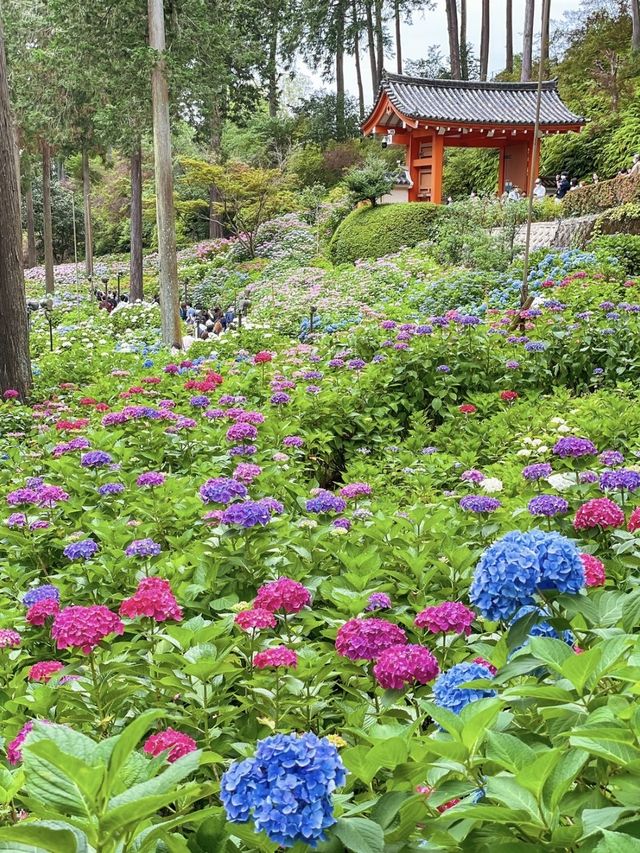 【京都】2万株の色とりどりのあじさいに出会えるお寺