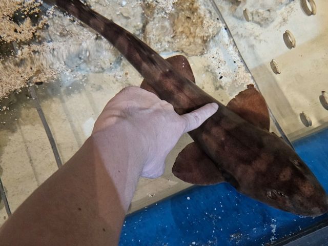 雅加達大型Mall內水族館