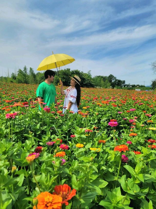 백일홍도 볼 수 있는 함안 해바라기 마을🌻