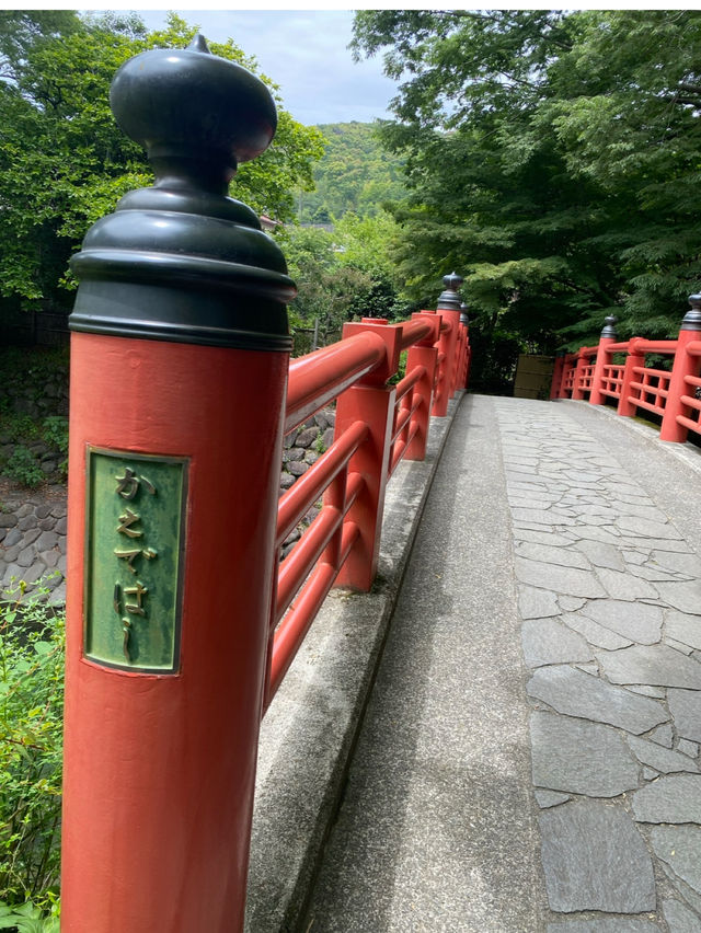 【静岡/伊豆修善寺】竹林の小径でおさんぽ🎋