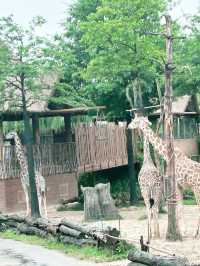 韓國愛寶樂園：與長頸鹿互動好正啊
