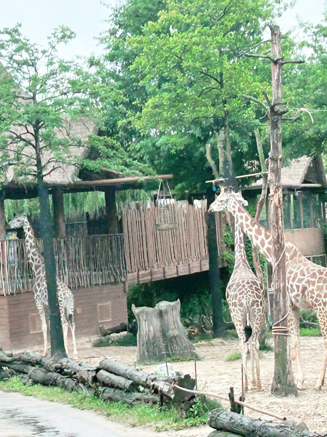 韓國愛寶樂園：與長頸鹿互動好正啊