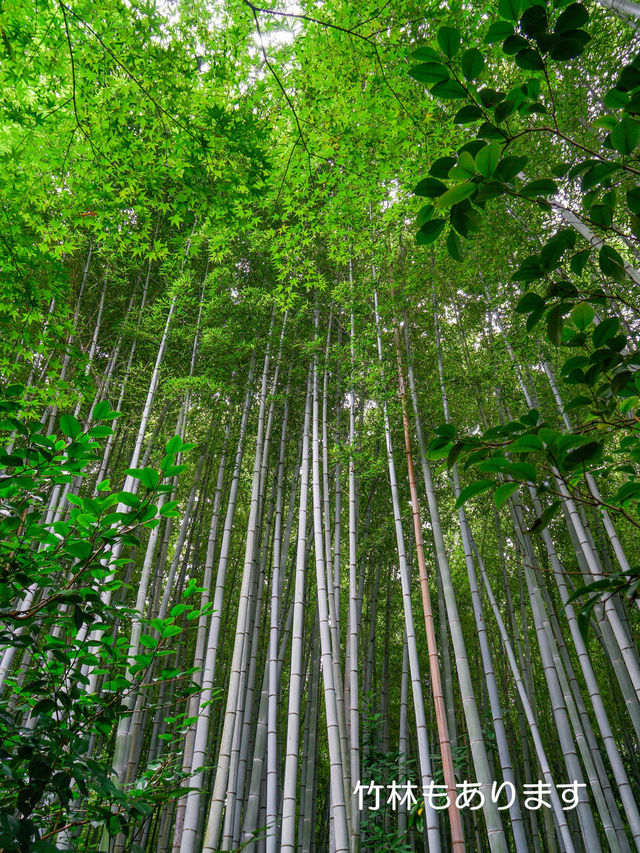 美しい苔と青もみじ癒やされたい！そんな時は【祇王寺】