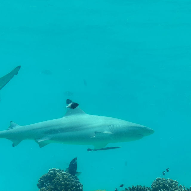 몰디브 오젠라이프 마두 몰디브 오젠라이프 마두