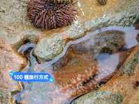 澎湖奎壁山摩西分海🌊近距離觀察潮間帶生物