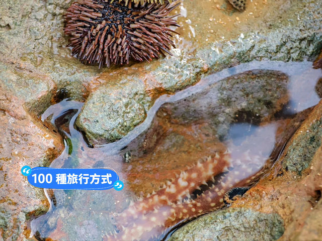 澎湖奎壁山摩西分海🌊近距離觀察潮間帶生物