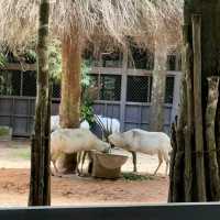An Unforgettable Wildlife Adventure at VinPearl Safari Phu Quoc