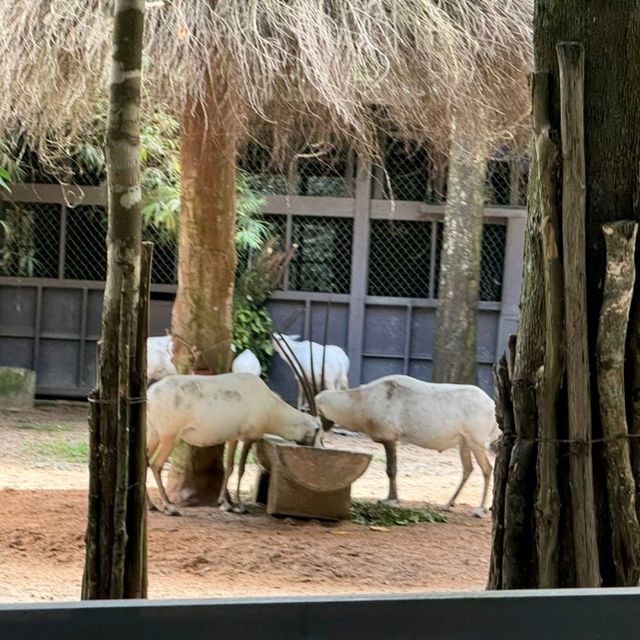An Unforgettable Wildlife Adventure at VinPearl Safari Phu Quoc