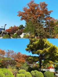 Namsan Forest during autumn season 🍁