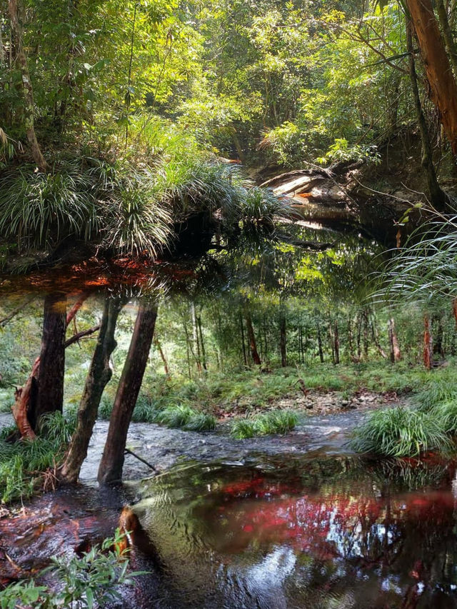 Exploring the Hidden Wonders of Gunung Kelambu Lang: A Guided Jungle Adventure