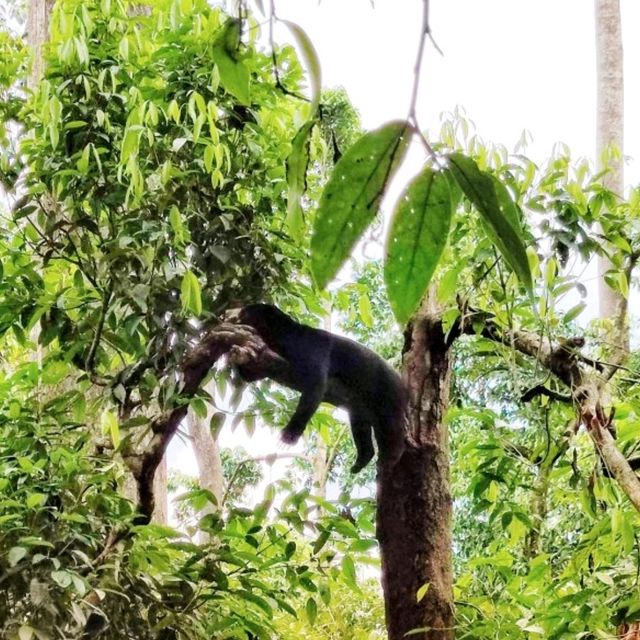 🇲🇾 Sunbear Sanctuary: Embrace the Charm of Borneo's Little Giants