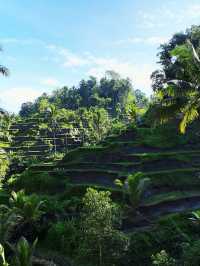 🌳 Rice Paddy Field