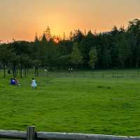 Garth Park：綠油油的自然天堂與迷人夕陽🌳🌅✨