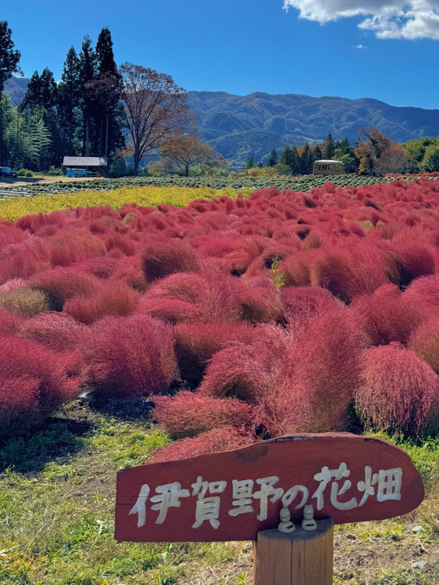 【群馬】秋のおでかけスポット🐿もふもふコキアの季節がやってきた🧡