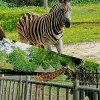 馬來西亞動物園🦛🐘🦘🦒🦛🦏🦓🐅