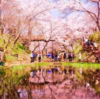 【長野/伊那】絶景の桜！高遠城址公園
