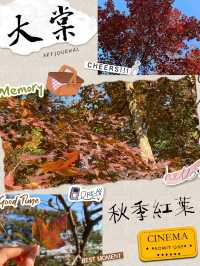 【香港大棠】紅葉季節，多個打卡點