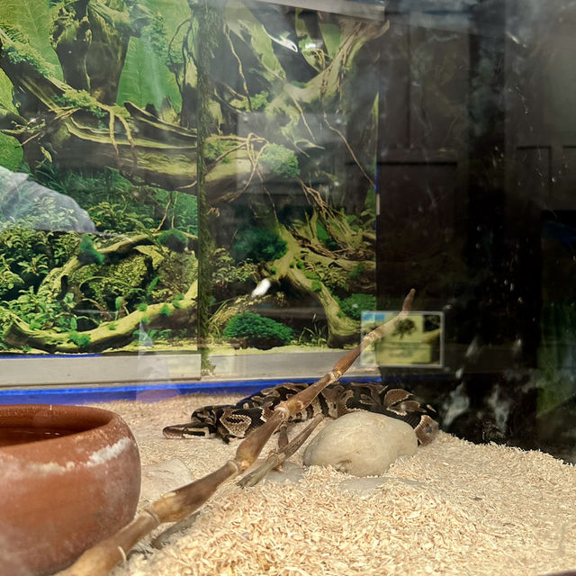 นอกจากโลกใต้ทะเล🦎ยังมีโลกของสัตว์เลื้อนคลานด้วย