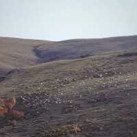 哈達門高原牧場：秋色宜人的自然天堂 🍂🐑