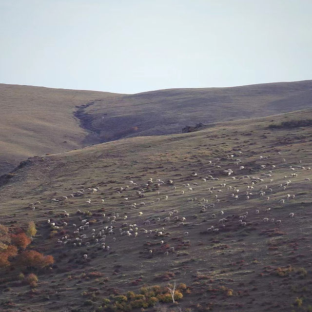 哈達門高原牧場：秋色宜人的自然天堂 🍂🐑