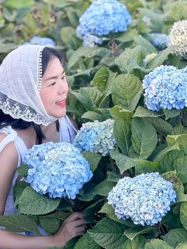 Hydrangea san 