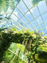 🇸🇬 Exploring the Singapore Botanic Gardens: A Green Oasis in the Garden City
