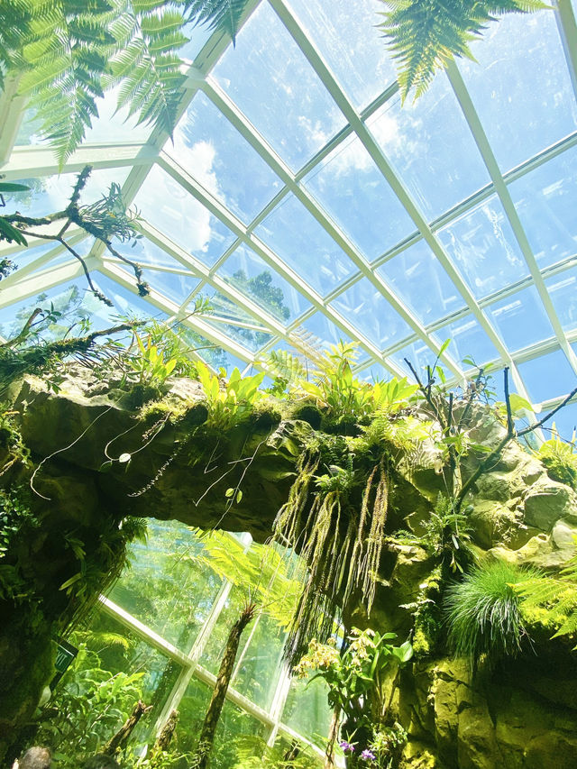 🇸🇬 Exploring the Singapore Botanic Gardens: A Green Oasis in the Garden City