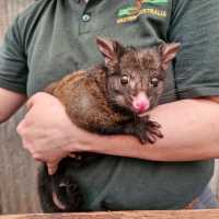 Explore Australian Wildlife !!