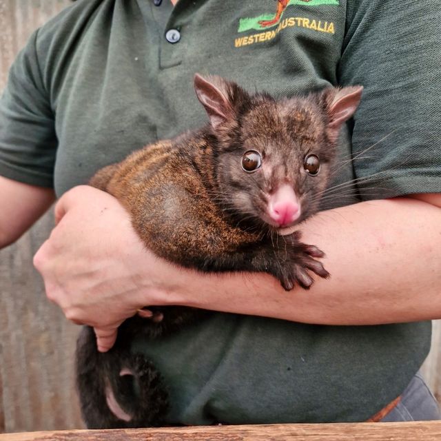Explore Australian Wildlife !!