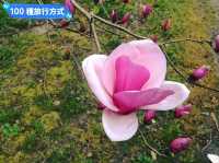 日本四國-德島賞花：山野林間的木蓮花、迎春花、櫻花