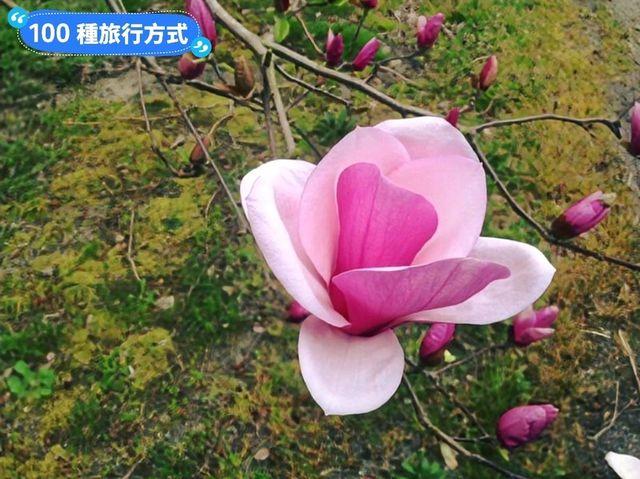 日本四國-德島賞花：山野林間的木蓮花、迎春花、櫻花