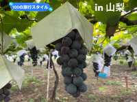 【山梨🇯🇵】ぶどう狩りバスツアー！🍇