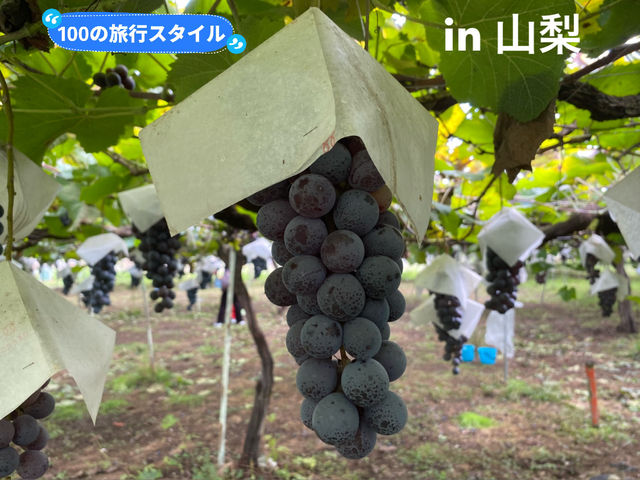 【山梨🇯🇵】ぶどう狩りバスツアー！🍇