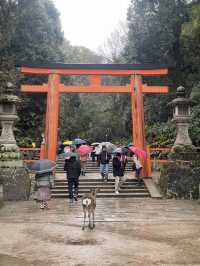NARA🦌 in One Day: Where History and Nature Embrace