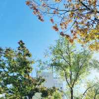 Seoul's Autumn Symphony: A Burst of Color