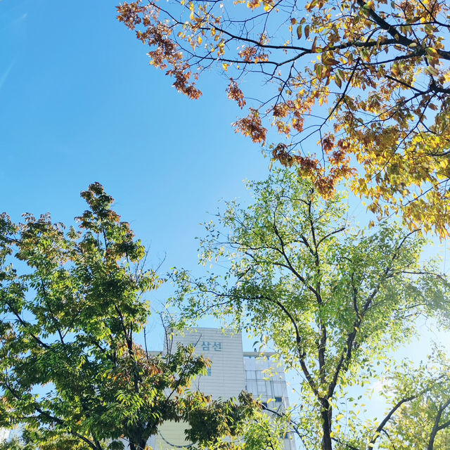 Seoul's Autumn Symphony: A Burst of Color