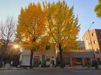An evening stroll along the Gyeongbukgung stone walls with beautiful gingko tree in autumn