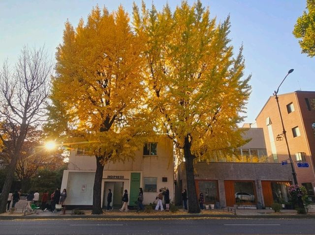 An evening stroll along the Gyeongbukgung stone walls with beautiful gingko tree in autumn