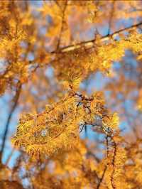 秋の絶景🍁🍂見に行くならここがおすすめ🤩🤎🧡