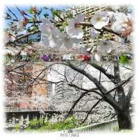 櫻花盛放在東京：目黑川