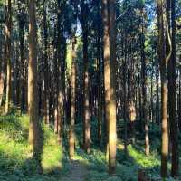 Explore the magical Alishan, Taiwan