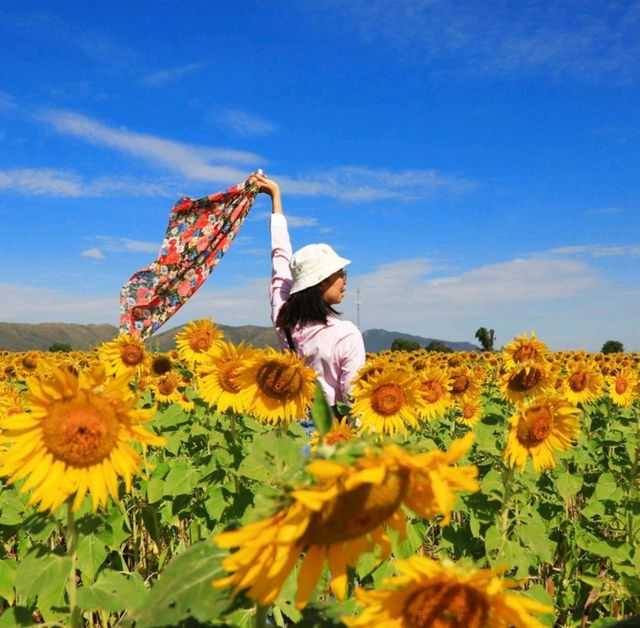 ทุ่งทานตะวัน ไร่วิชาญ ลพบุรี