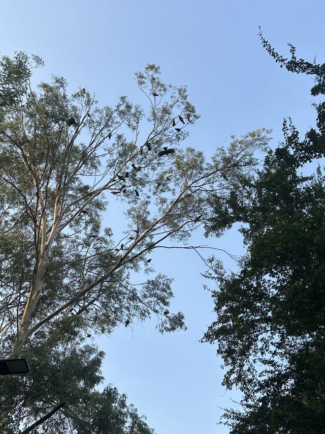 พิกัดสถานที่ถ่ายรูปสวย สวนเบญจิกิติ 🌳