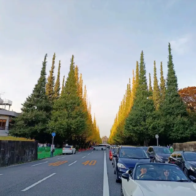 Tokyo Meiji Jingu Gaien Ginkgo Viewing